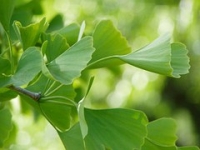 Ginko, 50g