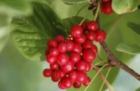 Schisandra, 50g