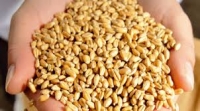 Dinkel, 500g