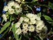 Eukalyptusblätter 50g