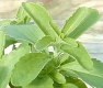 Stevia geschnitten, 20g