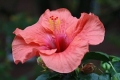 Hibiskusblten, 50g