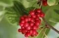 Schisandra, 50g